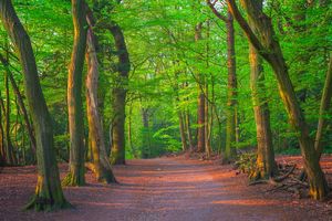 highgate wood- click for photo gallery